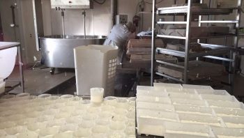 Fromages fermiers : affinage hors exploitation validé