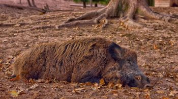 Landes: une clôture collective contre les sangliers