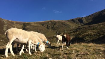 Pastoralisme et ours: la cohabitation dans l’impasse après un été meurtrier?