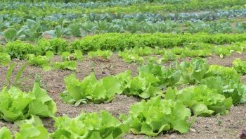 Le fermier qui ne respecte pas l’engagement bio peut être expulsé