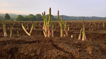 Le coronavirus pèse sur les récoltes en Europe, faute de saisonniers