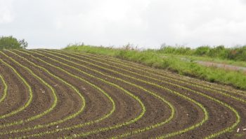 Ajuster la densité de semis du maïs au plus près