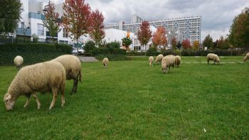 L’agriculture urbaine comme caution écolo