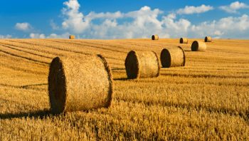 La Fdcuma anticipe la pénurie de paille