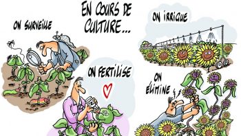 Tournesol: assurer un bon départ