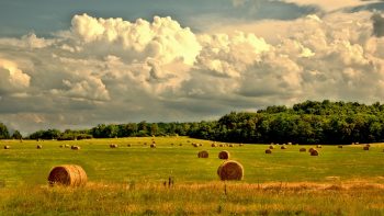 Dépoussiérer les baux ruraux?