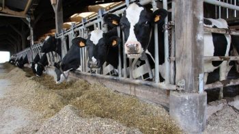 Quel est l’impact de l’éclatement du grain sur la performance laitière ?