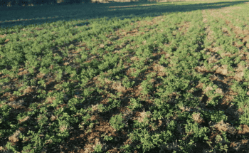 Destruction de prairies et luzerne sans labour: les résultats