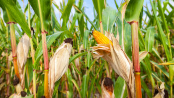 Variétés SSC : quand la génétique est au service de l’adaptation des maïs