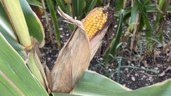 Un bon cru pour la récolte de maïs 2023