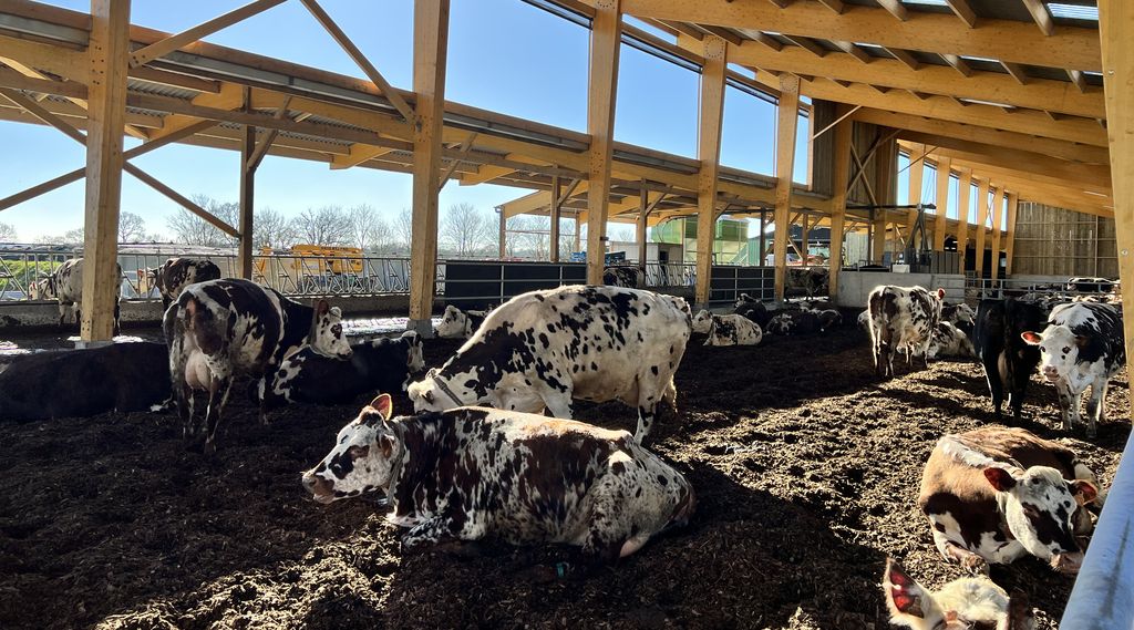 Bois déchiqueté en litière un essai avec des vaches laitières