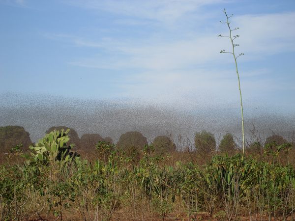 madagascar-sakavilany vol-criquets