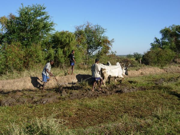 madagascar labour-1