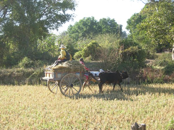 madagascar transport-3